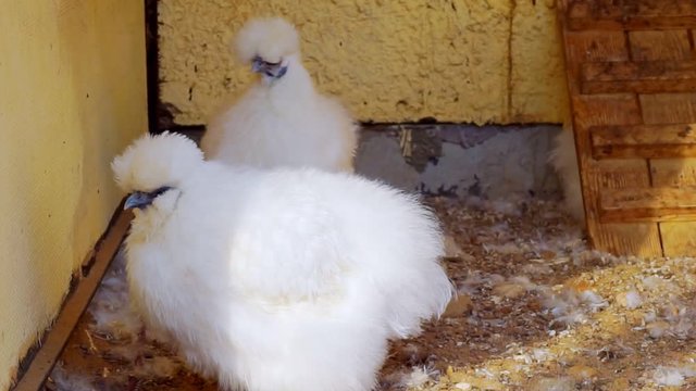 two white fluffy beautiful adult chicken in the henhouse