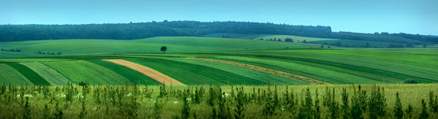 Fototapeta na wymiar panoramic appearance of paws of fields