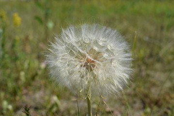 Dandelion in the field