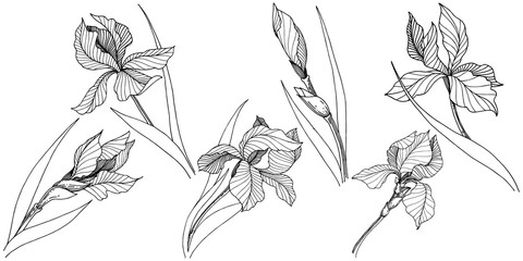 Wildflower irises in a vector style isolated. Full name of the plant: iris. Vector flower for background, texture, wrapper pattern, frame or border.