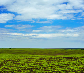Fototapeta na wymiar Sugar beet crops field, agricultural hills landscape