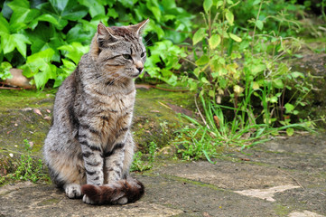 tabby cat sitting on stone floor