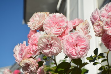 Nahaufnahme, rosa Rosen, Rosenbäumchen am Circus, Rosenstadt Putbus auf Rügen