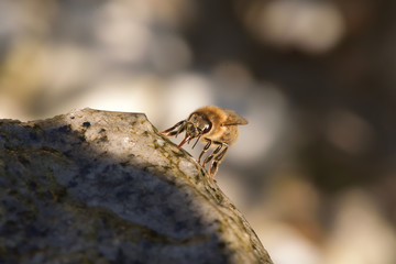 Closeup of a drinking honeybee apis mellifera carnica