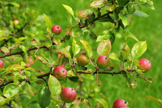 apples of cultivar Potts seedling