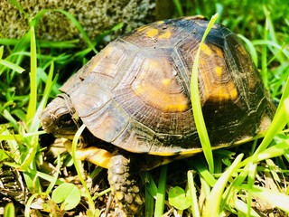 Turtle 