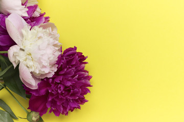 Peony flowers isolated on yellow paper background.