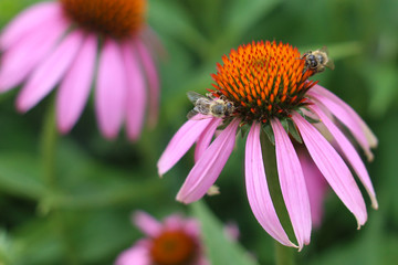Echinacea with two bees
