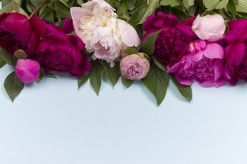 Peony flowers isolated on blue paper background.