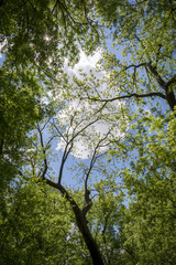 Fototapeta premium A puffy white cloud in the sky is seen through the green canopy of branches and leaves.