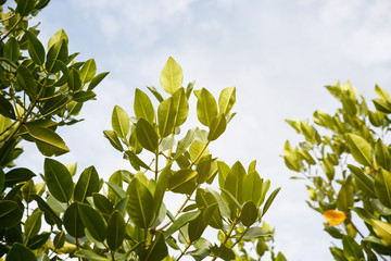 Green leaves and the sky.