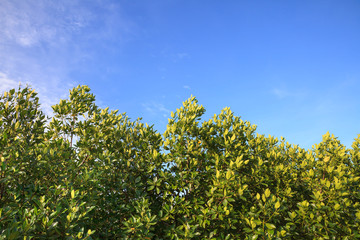 Green leaves and the sky.