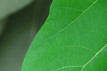natural line in green leaf  and soft focus