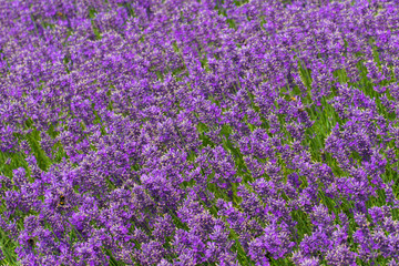 Naklejka premium dense purple lavender flowers with flying bumblebees