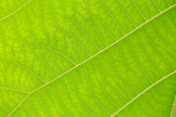 Fototapeta na wymiar natural line in green leaf and soft focus