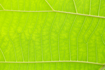 natural line in green leaf  and soft focus