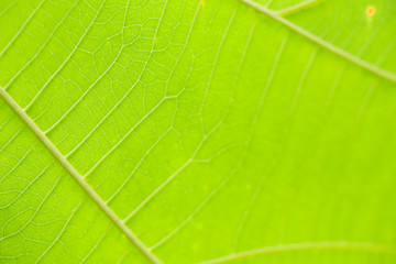 natural line in green leaf  and soft focus