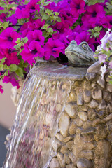 decorative frog adorns a fountain in which pelargonium grows