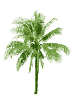 isolated green coconut tree illustration on white background