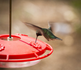 Hummingbird drinking from fountain © Scott
