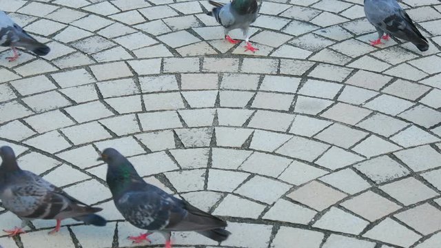 pigeons compete for food in the park
