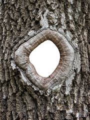 Hole in the bark of a tree isolated close up