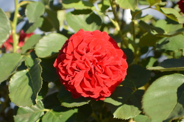 rote Rosen am Circus in Putbus auf Rügen