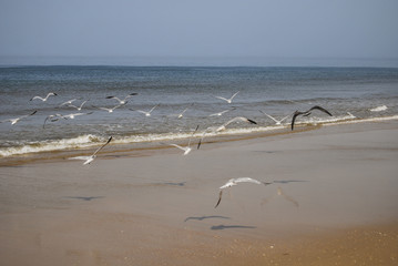 Beach and Seagull