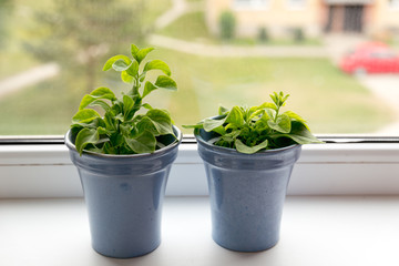 Basilica on the window sill
