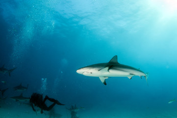 Obraz na płótnie Canvas Caribbean reef shark