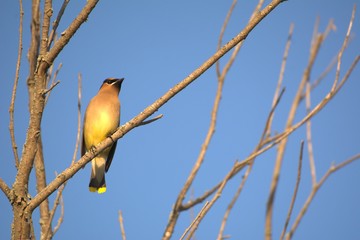 Cedar Waxwing on branch