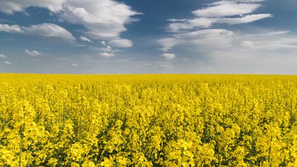 Obraz premium Blooming rapeseed under blue sky with white clouds. Brassica napus. Romantic floral background of golden canola field in spring landscape. Idea of agriculture, farming, ecology.