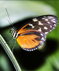 Beautiful butterfly