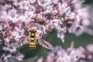 Wasp-like insect on a purple wildflower