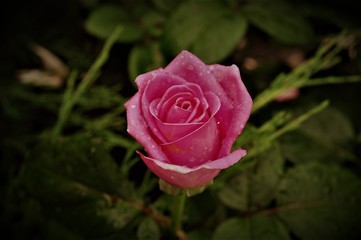 pink rose with droplet droplet growing in the garden