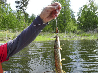 the fisherman caught a small pike for a spoon-bait