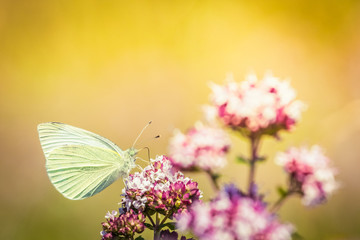 White Cabbage butterfly on a purple wildflower