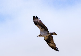Osprey in flight