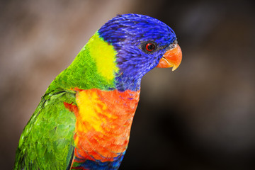Rainbow Lorikeet