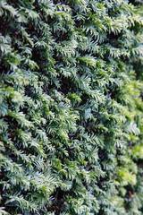 arborvitae wall
