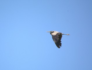 Obraz premium Great Blue Heron