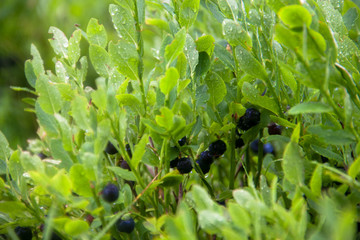 Ripe blueberries bush with green leafs and rain drops in summer