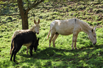 Black and white donkey