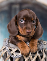 Dachshunds puppy