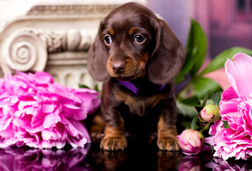 dachshund puppy brown tan color and tea roses