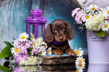 dachshund puppy brown tan color and flowers © liliya kulianionak