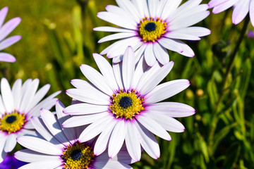 Beautiful pink daisy flowers in the garden