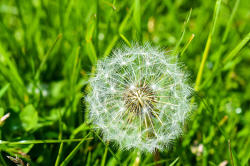 Dandelion seed head