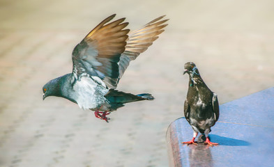 Gray city pigeon takes off from the fountain. Flying bird