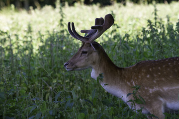 Fototapeta premium Roe deer
